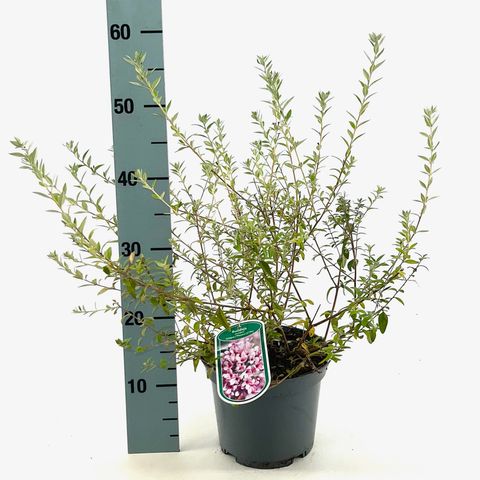 Buddleja alternifolia UNIQUE