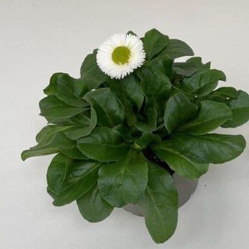 Bellis perennis 'Speedstar White'