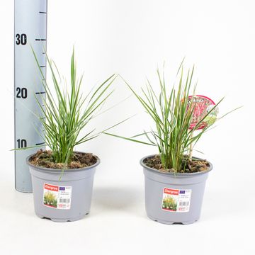 Calamagrostis x acutiflora 'Overdam'