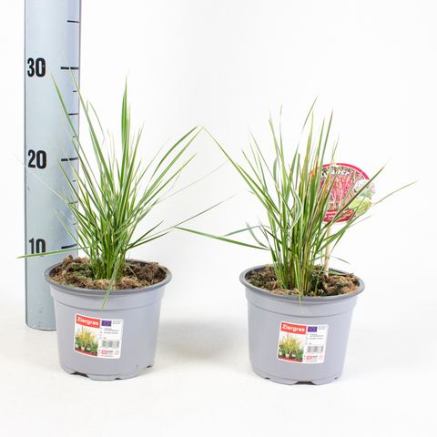 Calamagrostis x acutiflora 'Overdam'