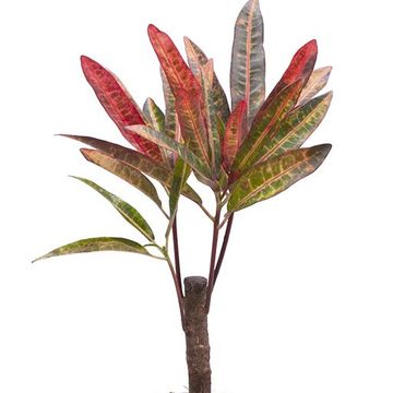 Codiaeum variegatum variegatum