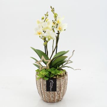 Arrangement Christmas