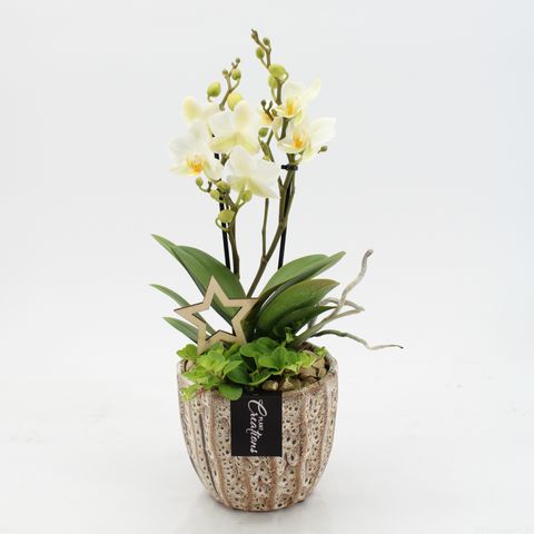 Arrangement Christmas