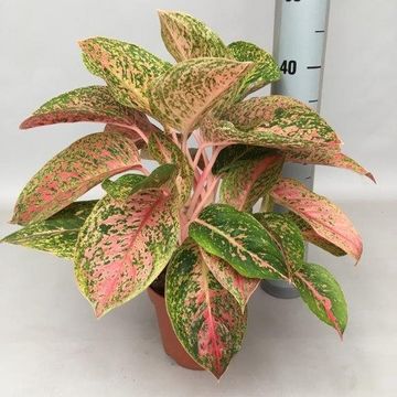 Aglaonema 'Prestige'