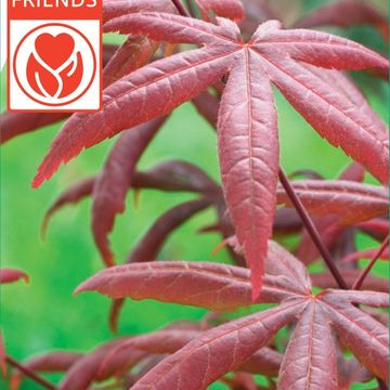 Acer palmatum 'Старфиш'