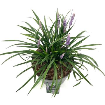 Liriope muscari 'Moneymaker'
