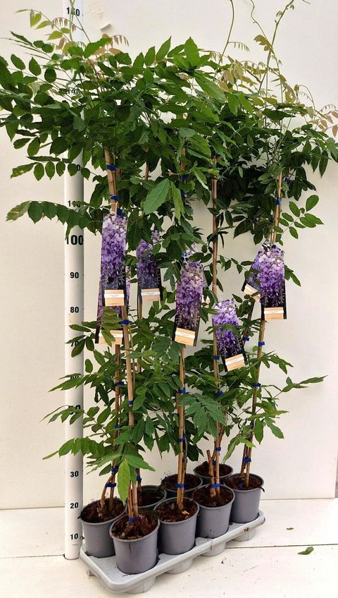Wisteria sinensis 'Prolific'