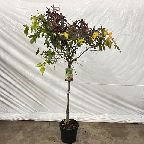 Liquidambar styraciflua 'Gum Ball'