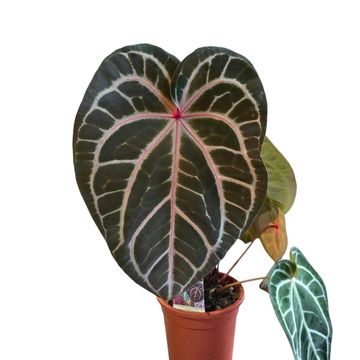 Anthurium DocBlock crystallinum Select Color '56' X Michelle® '1'