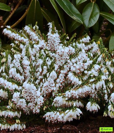 Erica x darleyensis 'Spring Surprise'