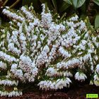 Erica x darleyensis 'Spring Surprise'