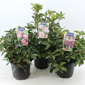 Kalmia latifolia MIX