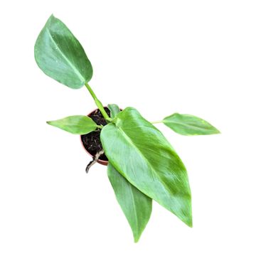 Philodendron 'Bob Cee'