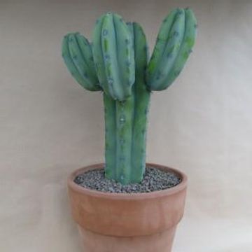 Myrtillocactus geometrizans