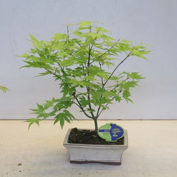 Acer palmatum 'Orange Dream'