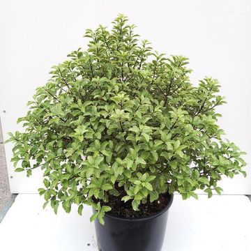 Pittosporum tenuifolium 'Silver Queen'