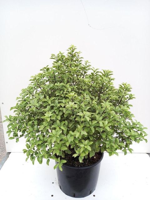 Pittosporum tenuifolium 'Silver Queen'