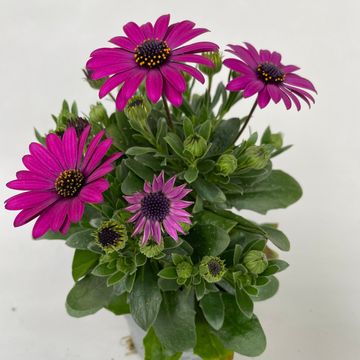 Osteospermum SEÑORITA JUTTA