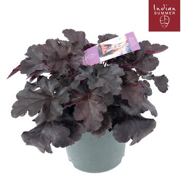 Heuchera 'Black Beauty'