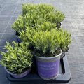 Lavandula angustifolia 'Hidcote'