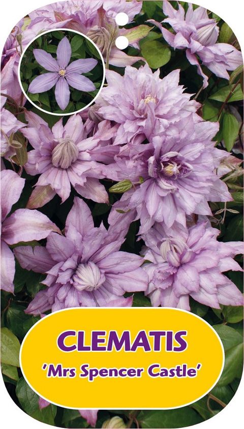 Clematis 'Mrs Spencer Castle' (EL)