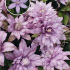 Clematis 'Mrs Spencer Castle' (EL)