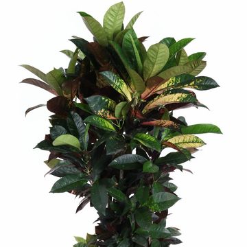 Trojskrzyn variegatum 'Mrs Iceton'