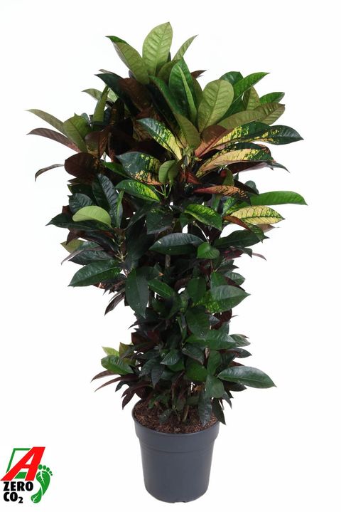 Codiaeum variegatum 'Mrs Iceton'