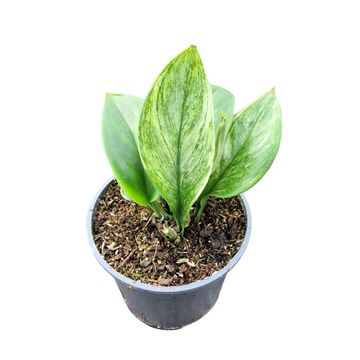 Scindapsus treubii 'Moonlight Mint'