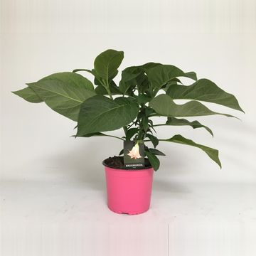 Brugmansia BUSH PINK