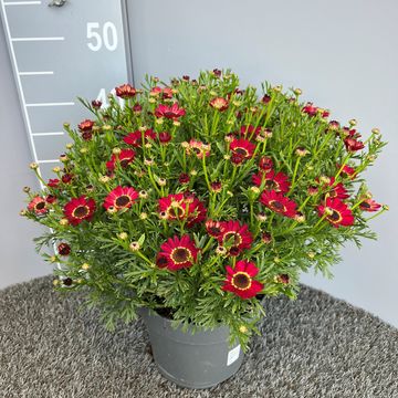 Argyranthemum frutescens GRANDAISY MIX