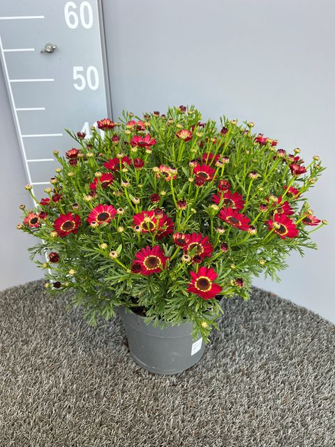 Argyranthemum frutescens GRANDAISY MIX