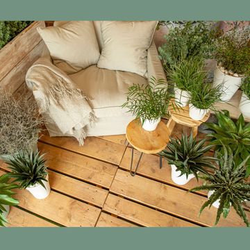 x Mangave 'Pineapple Express'