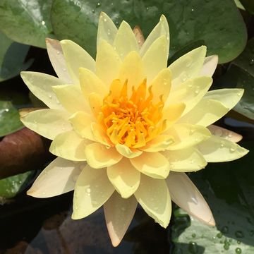 Nymphaea 'Mangkala Ubol'