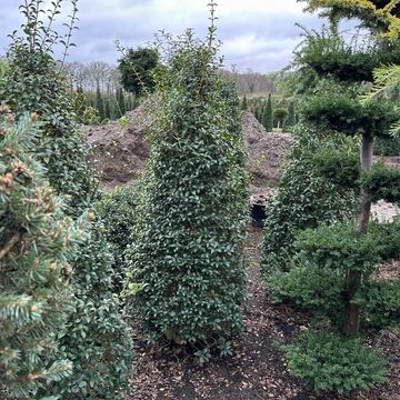 Osmanthus x burkwoodii