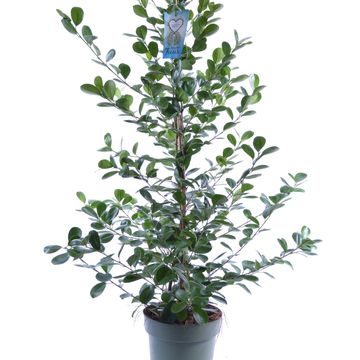 Ficus microcarpa 'Moclame'