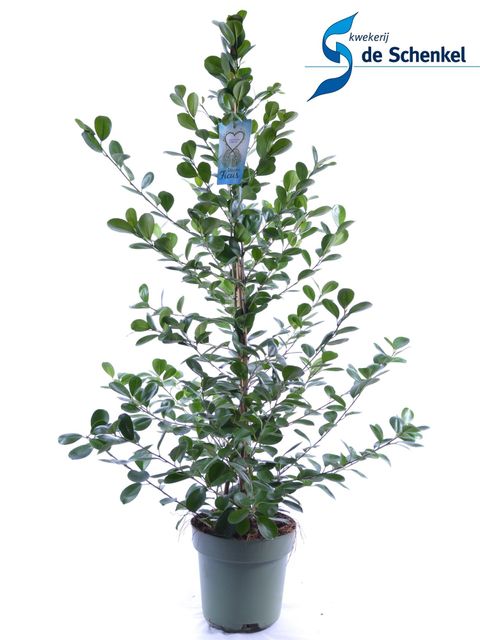 Ficus microcarpa 'Moclame'