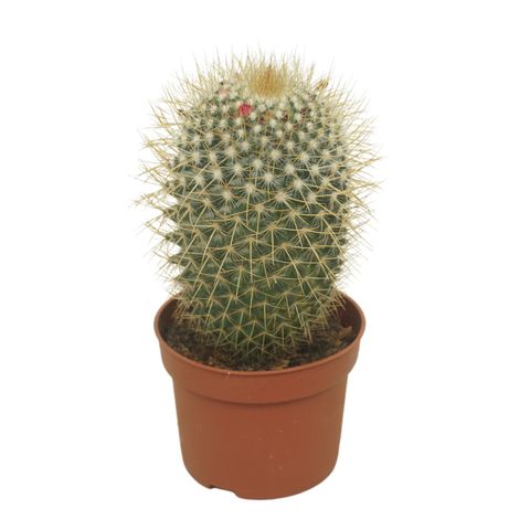 Mammillaria pringlei