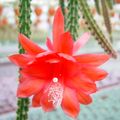 Aporocactus x mallisonii