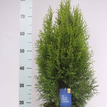 Thuja occidentalis 'Smaragd'