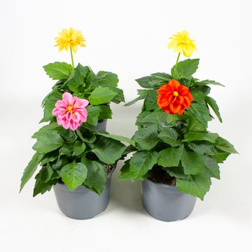 Dahlia MIX