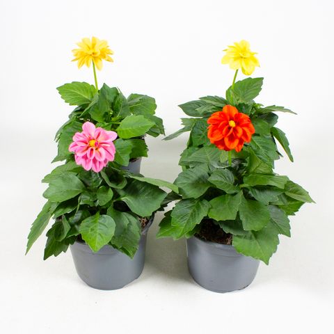 Dahlia MIX