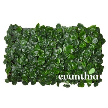 Filodendron selloum 'Atom'