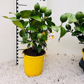 Citrus x meyeri 'Meyer'