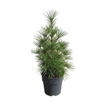 Sciadopitys verticillata