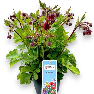 Geum 'Pink Petticoats'