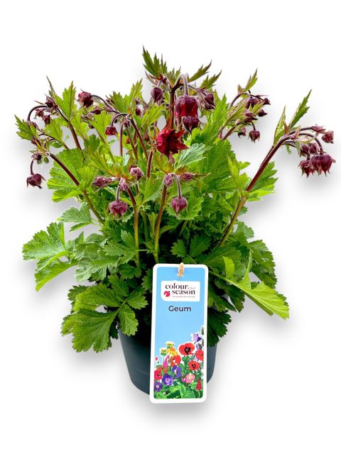 Geum 'Pink Petticoats'