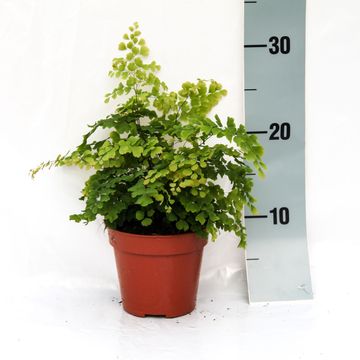 Adiantum raddianum 'Brilliantelse'