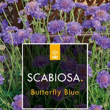 Scabiosa columbaria 'Butterfly Blue'