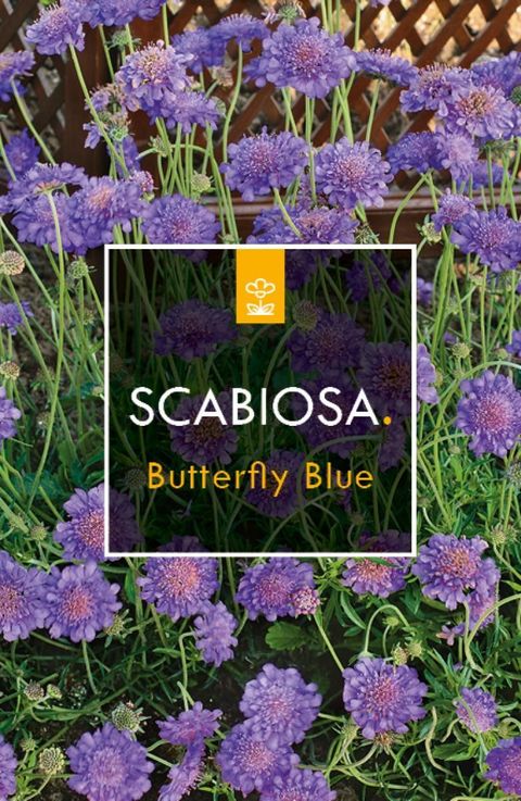 Scabiosa columbaria 'Butterfly Blue'